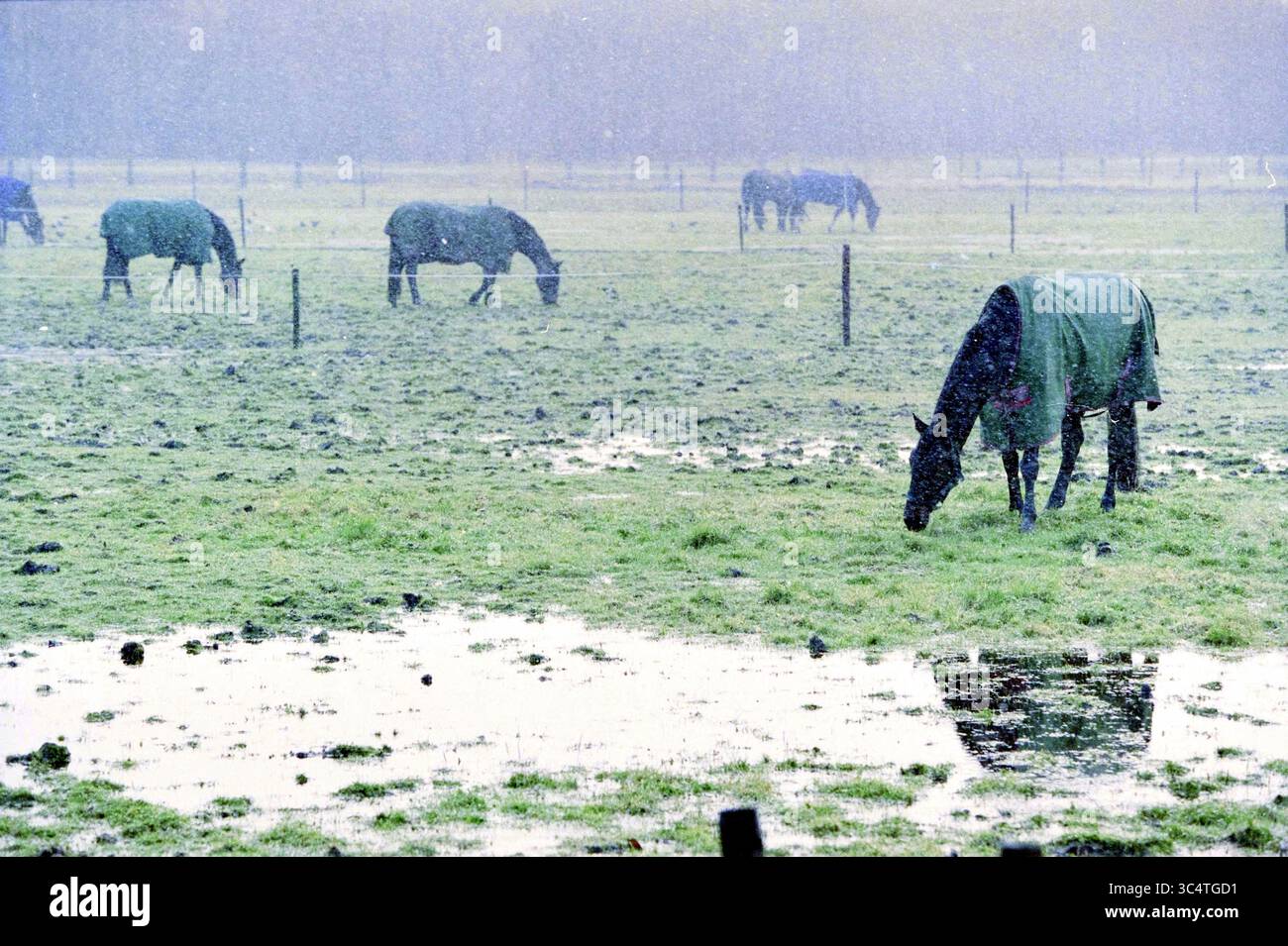 Horses in Mud, Santpoort, 14-12-1999 Whizgle News, Dutch Desk, Niederlande, 1950-2000 Pferde weiden friedlich auf einer nebeligen Wiese, einige tragen Decken gegen die Kälte, während die Wasserstellen die gedämpfte Landschaft reflektieren. Stockfoto