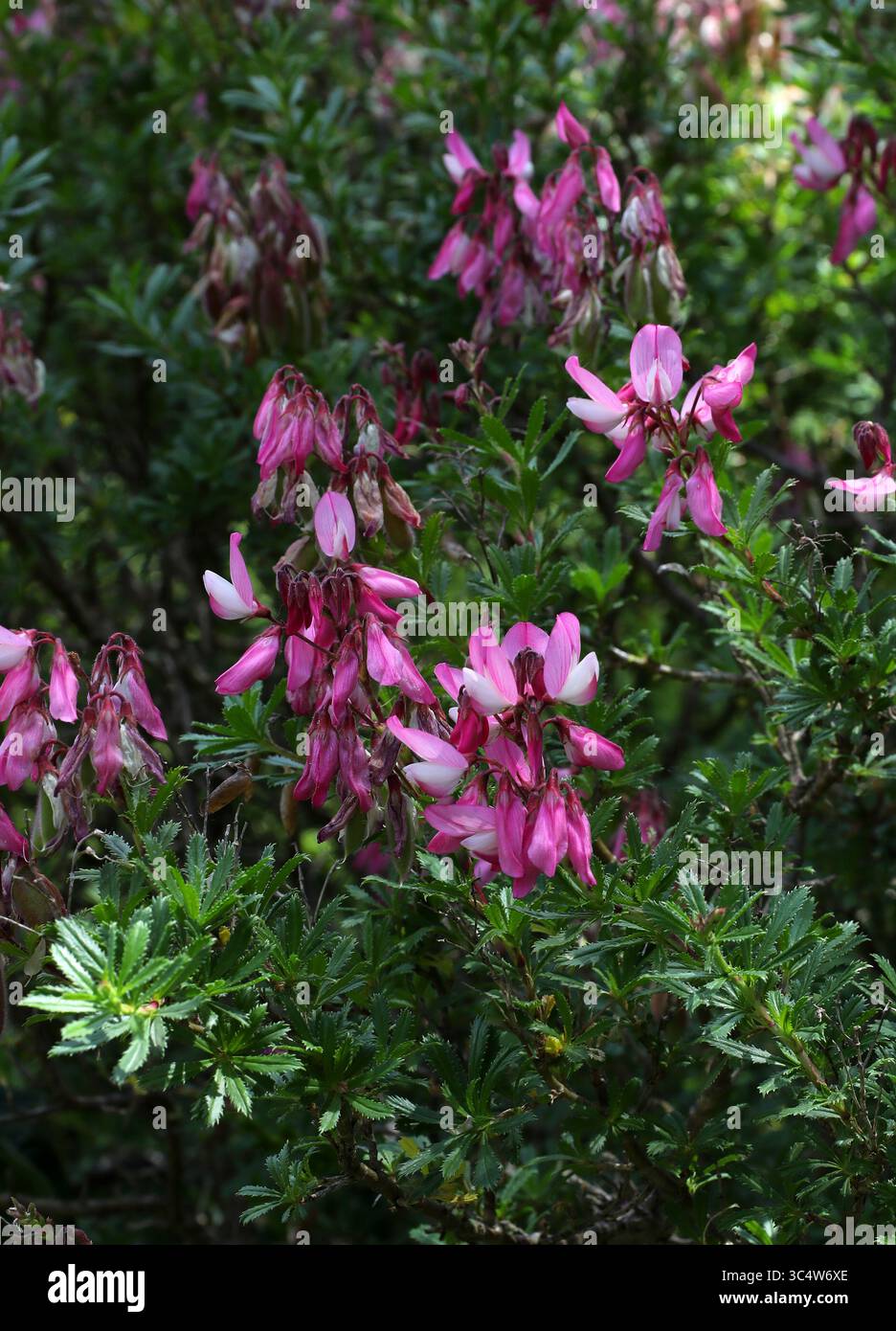 Strauchige Restharrow, Ononis fruticosa, Fabaceae. Mittelmeer. Das heimische Verbreitungsgebiet dieser Art ist SE. Frankreich nach Central & E. Spanien, NW. Afrika. Stockfoto