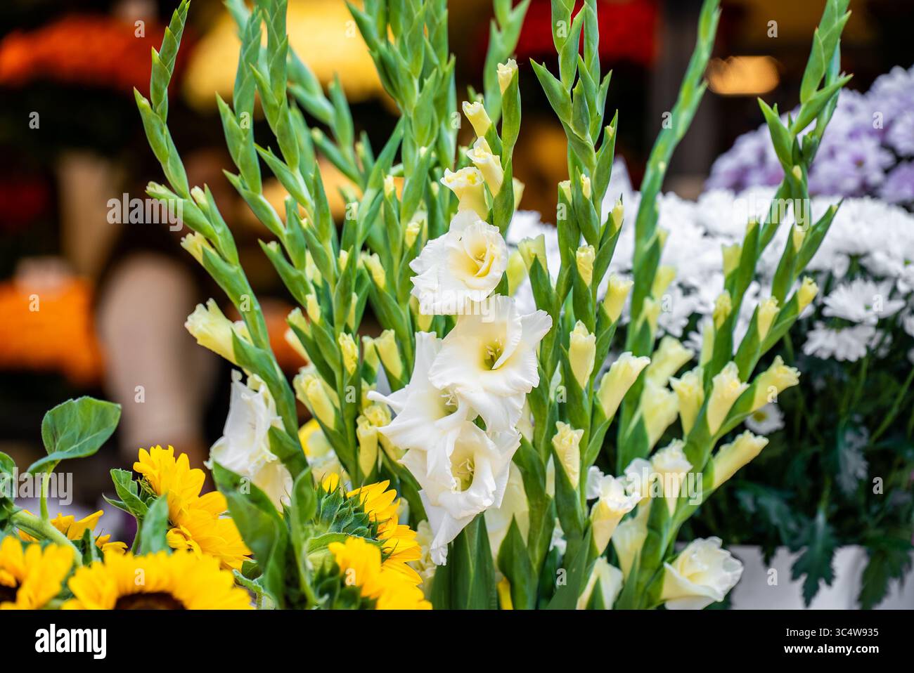 Frischer weißer Gladiolus-Bouquet mit rosafarbenen Akzenten. Stockfoto