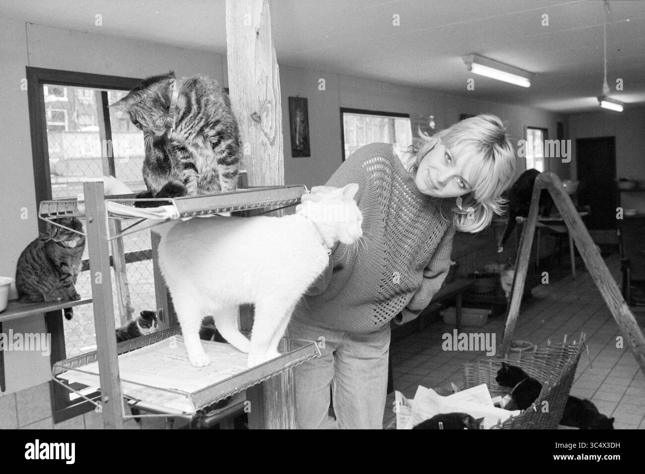 Cat Boat Amsterdam, Cats, Amsterdam, Niederlande, 20-05-1983 Whizgle News, Dutch Desk, Niederlande, 1950-2000 Eine Frau interagiert freudig mit einer weißen Katze, während mehrere andere Katzen in einem gemütlichen Gemeinschaftsraum für die Katzenpflege herumsitzen. Die Atmosphäre reflektiert Wärme und Gesellschaft unter den Katzen und ihrem Betreuer. Stockfoto