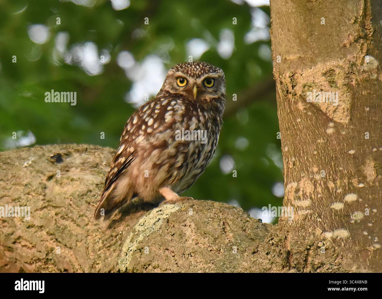 Little Ewl (Athene noctua), die auf einem bestäubten Baum thront, Regent's Park, London Stockfoto