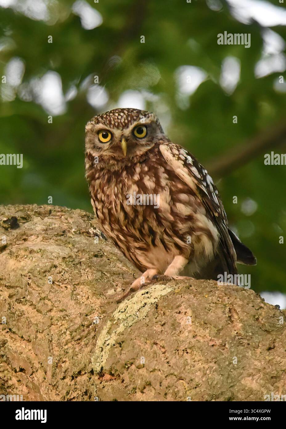 Little Ewl (Athene noctua), die auf einem bestäubten Baum thront, Regent's Park, London Stockfoto