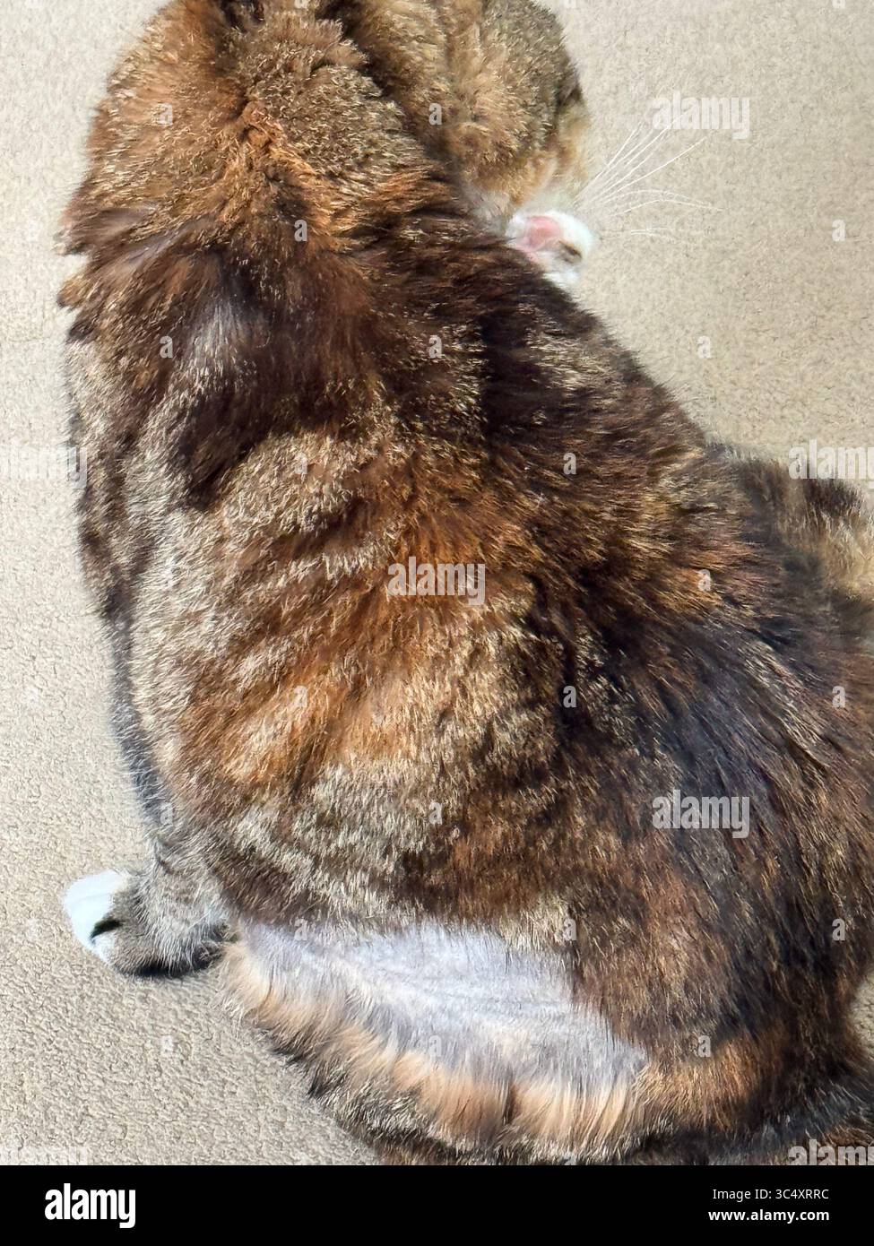 Suffolk, UK - 26. Juli 2025 : Katze rasiert zur Vorbereitung einer Ultraschalluntersuchung. - Smartphone-aufgenommenes Stockfoto