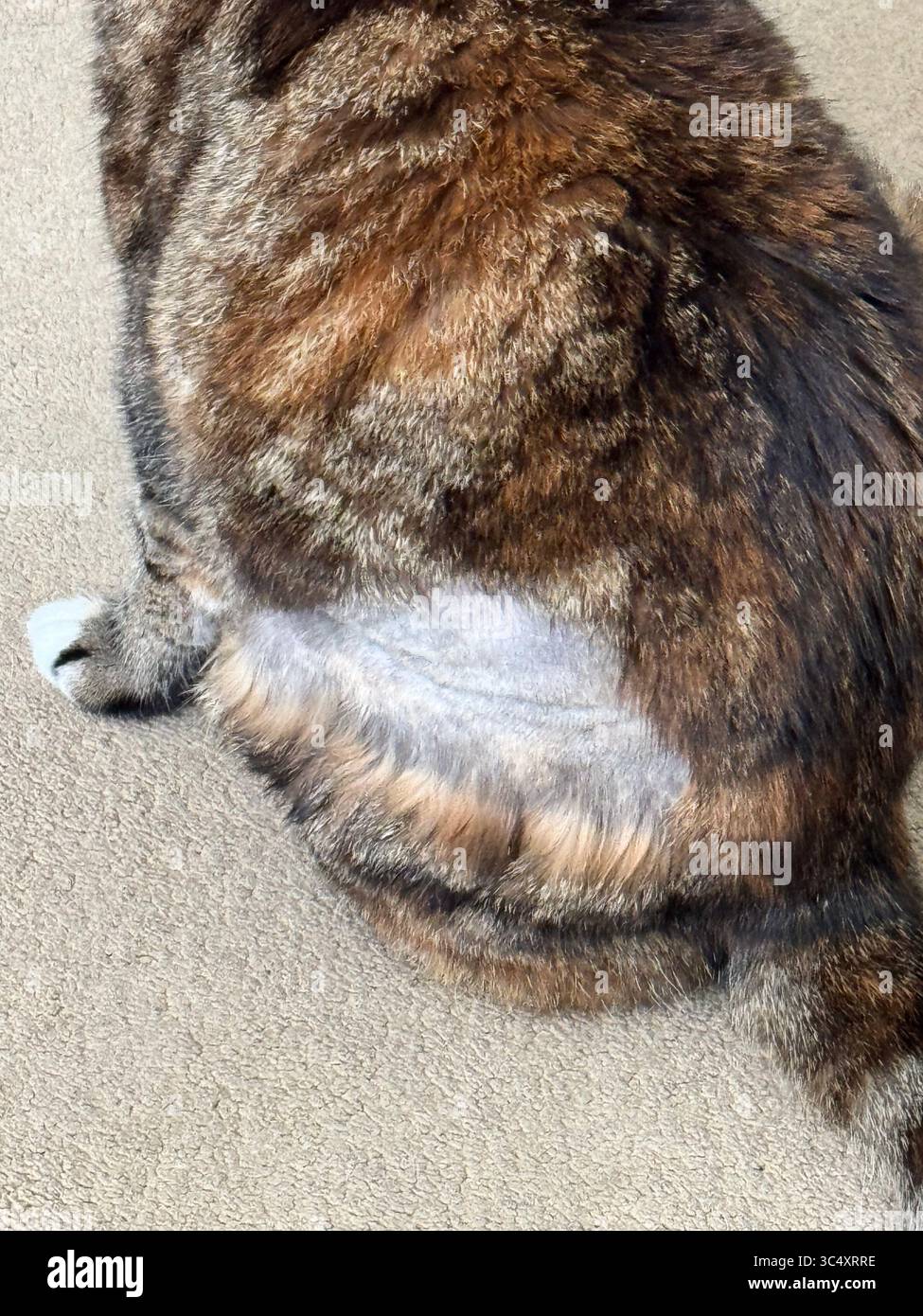 Suffolk, UK - 26. Juli 2025 : Katze rasiert zur Vorbereitung einer Ultraschalluntersuchung. - Smartphone-aufgenommenes Stockfoto