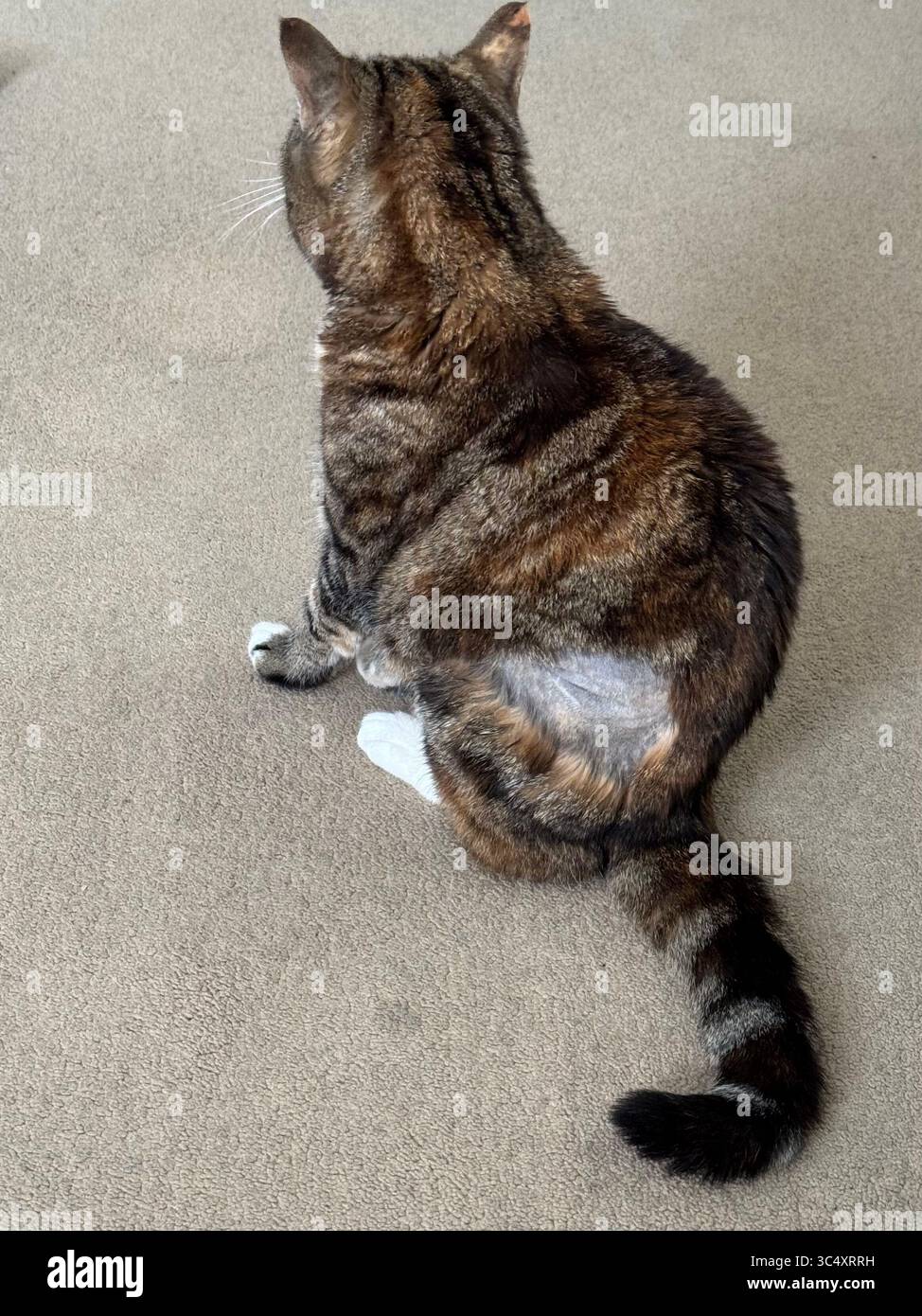 Suffolk, UK - 26. Juli 2025 : Katze rasiert zur Vorbereitung einer Ultraschalluntersuchung. - Smartphone-aufgenommenes Stockfoto