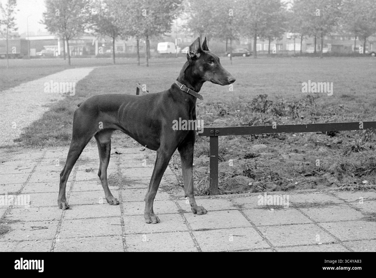 Dog vs. Woche, IJm., Dogs, 26-10-1976 Whizgle News, Dutch Desk, Niederlande, 1950-2000 Ein schlanker Doberman steht wachsam, auf einem Weg, umgeben von Grasflächen und Bäumen. Seine aufmerksame Haltung und sein stolzes Auftreten deuten auf eine wachsame Natur hin. Stockfoto