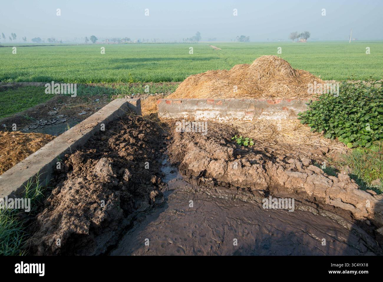 13. Januar 2017 - Punjab, Indien - Düngergrube auf einer Schweinefarm in Punjab, Indien. (Kreditbild: © Edwin Remsberg/VW Pics via ZUMA Wire) Stockfoto