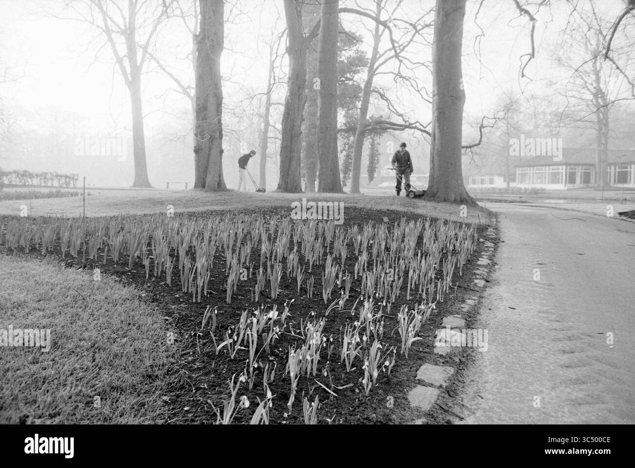 Blumenzwiebeln schießen aus dem Boden, Keukenhof Stiftung in Lisse, Stationsweg, 08-02-1989 Whizgle News, Dutch Desk, Niederlande, 1950-2000 zwei Individuen pflegen einen Garten, der von hohen Bäumen umgeben ist und sorgfältig Reihen neu gepflanzter Sprossen pflegt. Ein gewundener Pfad führt durch die ruhige Landschaft, mit einem weit entfernten Gebäude, das hinter dem Grün sichtbar ist. Die Atmosphäre ist ruhig und friedlich, was ein Gefühl der Ruhe am frühen Morgen weckt. Stockfoto