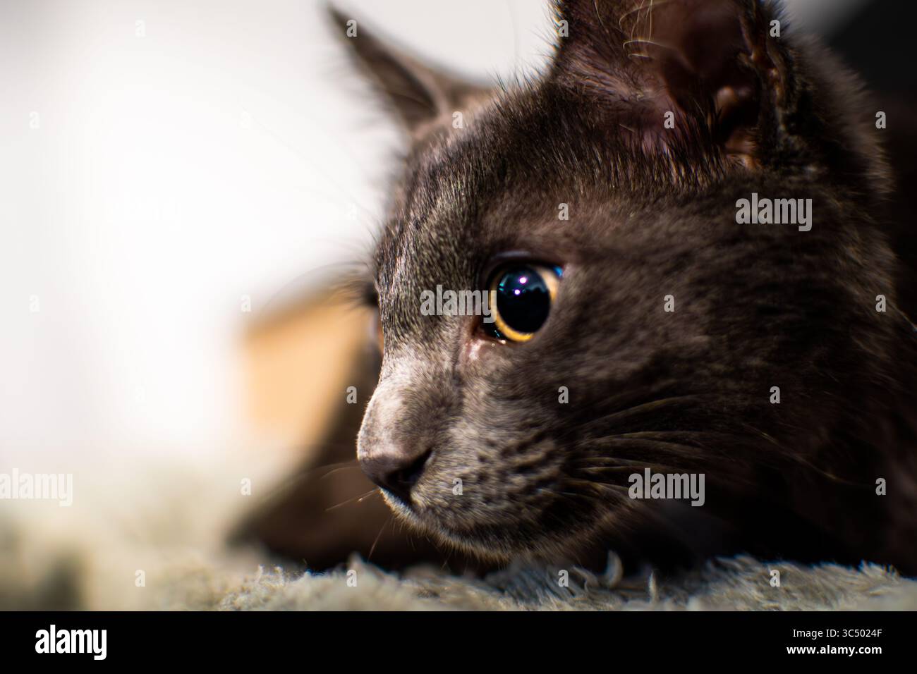 Makroporträt einer grauen Katze in Ruhe mit fokussiertem Blick und hellen Augenreflexionen. Gestochen scharfe Details auf Fell und Barthaaren. Minimaler Hintergrund mit Copy Spa Stockfoto