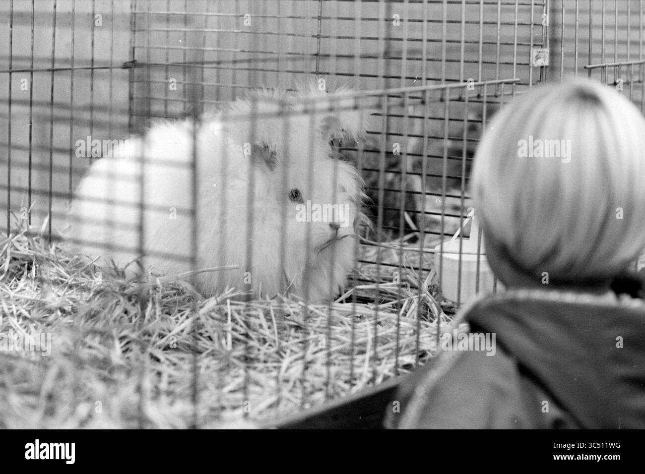 Kleine Tierausstellung, Santpoort, Santpoort, 02-11-1996 Whizgle News, Dutch Desk, Niederlande, 1950-2000 Ein Kind schaut neugierig auf ein flauschiges weißes Kaninchen, das sich in einem geräumigen Käfig in Strohhalm schmiegt. Die Szene fängt einen Moment des Staunens und der Verbindung zwischen dem Kind und dem liebenswerten Haustier ein. Stockfoto