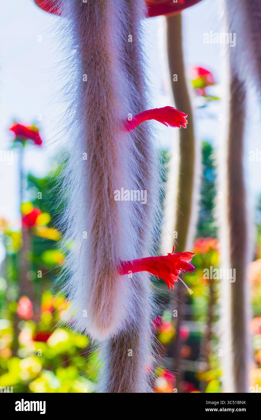 Affen-Schwanz-Kaktus-Pflanze in Blte Stockfotografie - Alamy