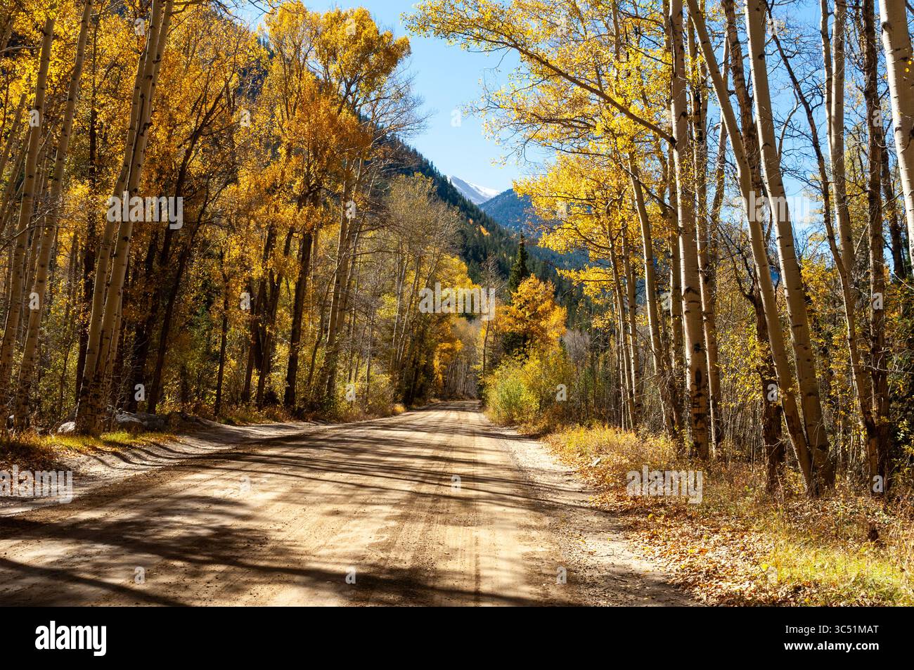 CHALK CREEK CANYON, ST. ELMO, COLORADO: Die Straße durch den Chalk Creek Canyon schlängelt sich durch Aspenbäume, die Herbstfarben zeigen. Stockfoto