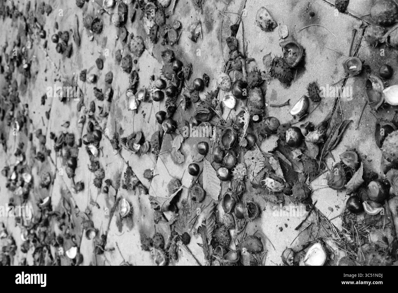 Herbst, 14-09-1993 Whizgle News, Dutch Desk, Niederlande, 1950-2000 Ein Sandstrand mit einer Vielzahl von Muscheln, Algen und kleinen Steinen, die eine strukturierte Landschaft der Überreste der Natur schaffen. Stockfoto