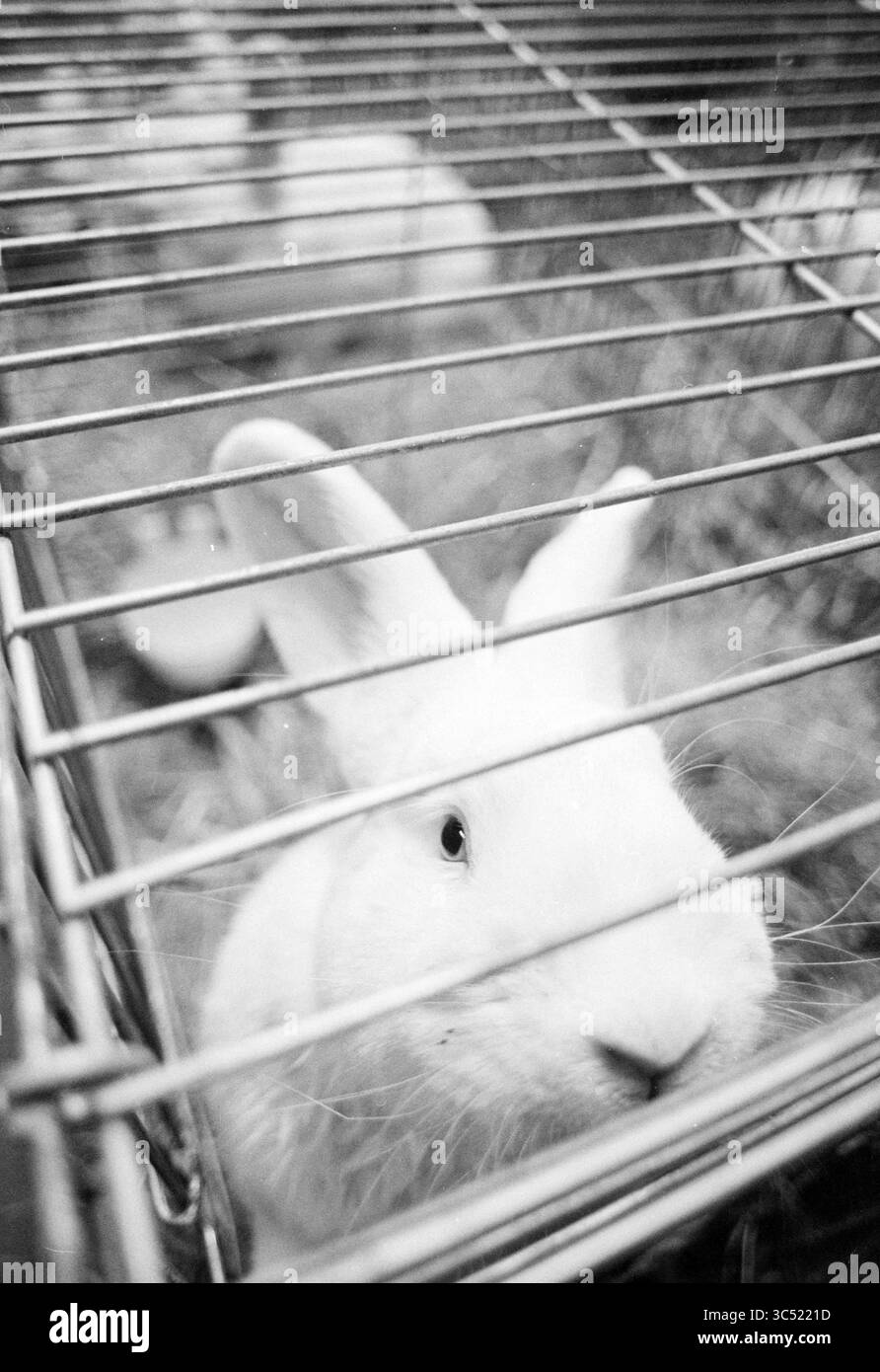 Rabbit Inspection, Nieuw-Vennep, Nieuw-Vennep, 22-10-1992 Whizgle News, Dutch Desk, Niederlande, 1950-2000 Ein neugieriges weißes Kaninchen blickt durch die Gitter seines Käfigs, dessen helle Augen auf einen verspielten Geist hinweisen. Im Hintergrund ist ein weiteres Kaninchen zu sehen, was der Szene ein Gefühl der Gemeinschaft verleiht. Stockfoto