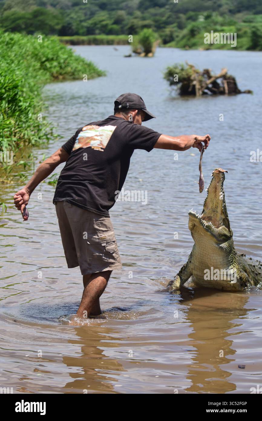 30. August 2015, Tarcoles River, Costa Rica: Man füttert American Crocodile (Crocodylus acutus) in Tarcoles River, Costa Rica (Kreditbild: © Nano Calvo/VW Pics via ZUMA Wire) Stockfoto