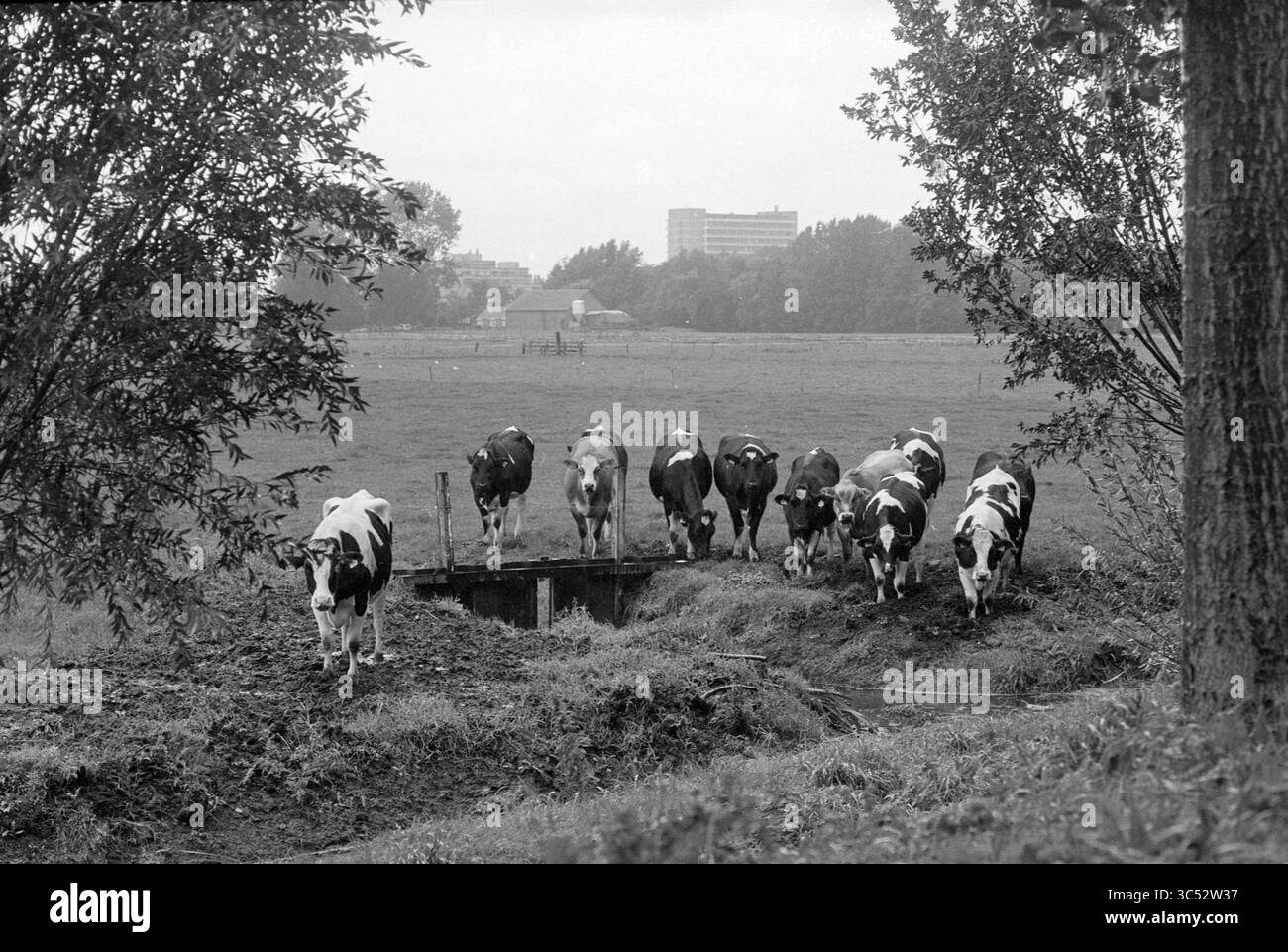Kühe in der Nähe eines Grabens in Molenwijk, Haarlem, Niederlande, 03-09-1992 Whizgle News, Dutch Desk, Niederlande, 1950-2000 Eine Reihe von Kühen läuft entlang einer grasbewachsenen Kante und nähert sich einer kleinen Holzbrücke über einen flachen Graben, mit einer ländlichen Landschaft und weit entfernten Gebäuden im Hintergrund. Üppige Bäume umrahmen die Szene und verleihen der ländlichen Umgebung eine natürliche Note. Stockfoto