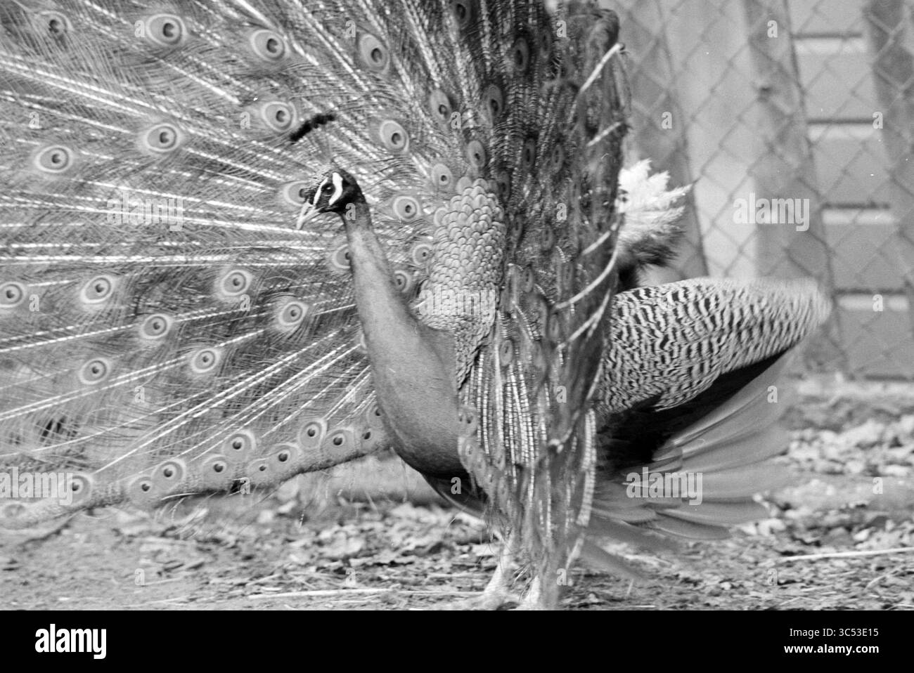 Peocks in Deer Park, 28-02-1993 Whizgle News, Dutch Desk, Niederlande, 1950-2000 Ein prächtiger Pfau zeigt seine glänzenden Schwanzfedern und zeigt eine Vielzahl von auffälligen Mustern. Der Vogel steht stolz und verkörpert Eleganz und Anmut, während er seine Umgebung fesselt. Stockfoto