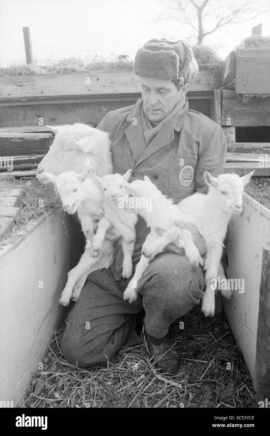 Mr Knoeff mit 4 Kindern, Tiere, 17-02-1986 Whizgle News, Dutch Desk, Niederlande, 1950-2000 Ein Bauer in warmer Kleidung hält mehrere verspielte Ziegen in der Hand, während er in einer rustikalen landwirtschaftlichen Umgebung sitzt. Die Szene vermittelt ein Gefühl der Sorgfalt und Verbindung zwischen dem Landwirt und den Tieren. Stockfoto