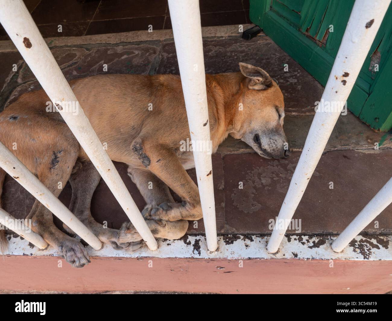 14. Dezember 2019, Trinidad, Sancti Spiritus, Kuba: Hund schläft im Schatten während der Mittagshitze in der Stadt Trinidad Kuba. (Kreditbild: © Milo Hess/ZUMA Wire) Stockfoto