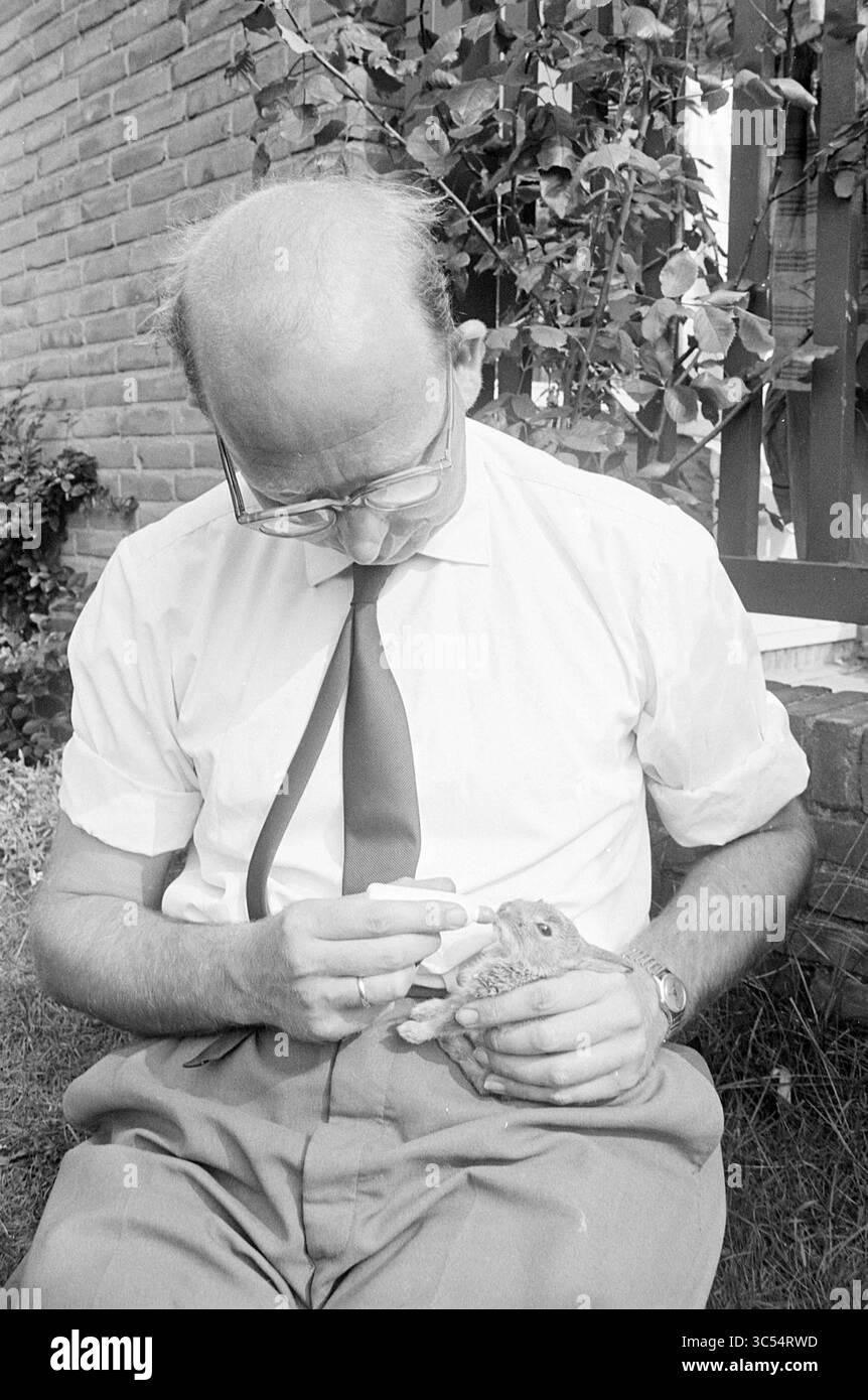 Wilde Hasen werden gefüttert, Tiere, 06-08-1963 Whizgle News, Dutch Desk, Niederlande, 1950-2000 Ein Mann in weißem Hemd und Krawatte füttert sanft ein kleines Kaninchen, während er auf dem Gras sitzt. Die Kulisse bietet eine Backsteinmauer und Grün, was eine ruhige Umgebung schafft. Stockfoto