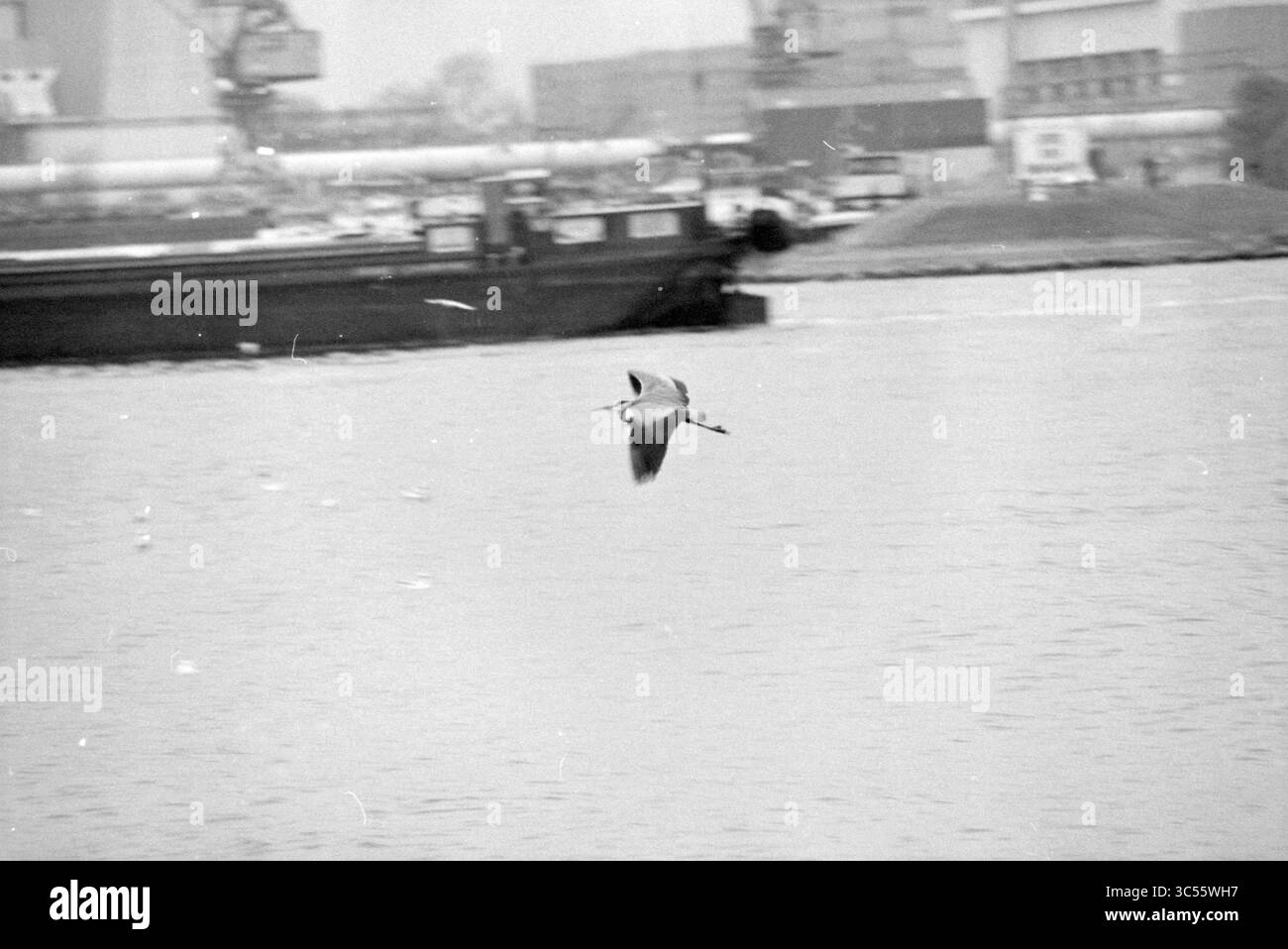 Heron and Barge Whizgle News, Dutch Desk, Niederlande, 1950-2000 Ein einsamer Vogel gleitet anmutig über ein ruhiges Gewässer, mit industriellen Strukturen und Land leicht sichtbar im Hintergrund. Stockfoto