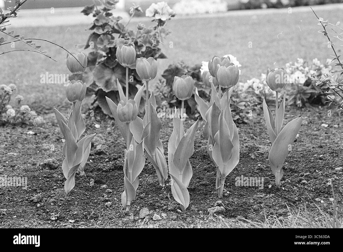 Tulpen Whizgle News, Dutch Desk, Niederlande, 1950-2000 Eine Reihe eleganter Tulpen steht anmutig in einem gepflegten Gartenbett, umgeben von üppigem Grün und farbenfrohen Blüten. Ihre zarten Blütenblätter und die schlanken Blätter zeigen die Schönheit der Natur auf eindrucksvolle Weise. Stockfoto