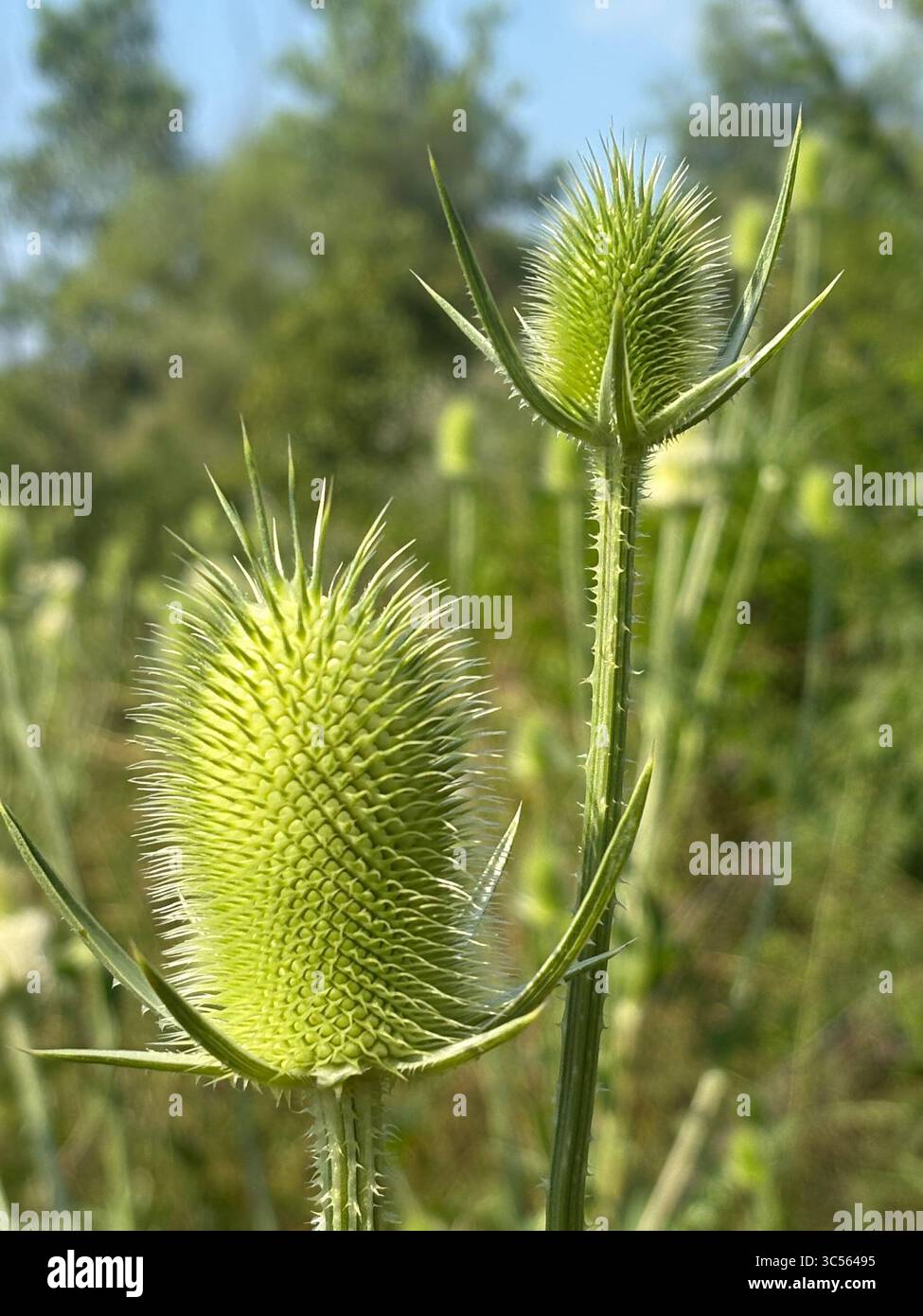 Wildes Teaselgras Stockfoto