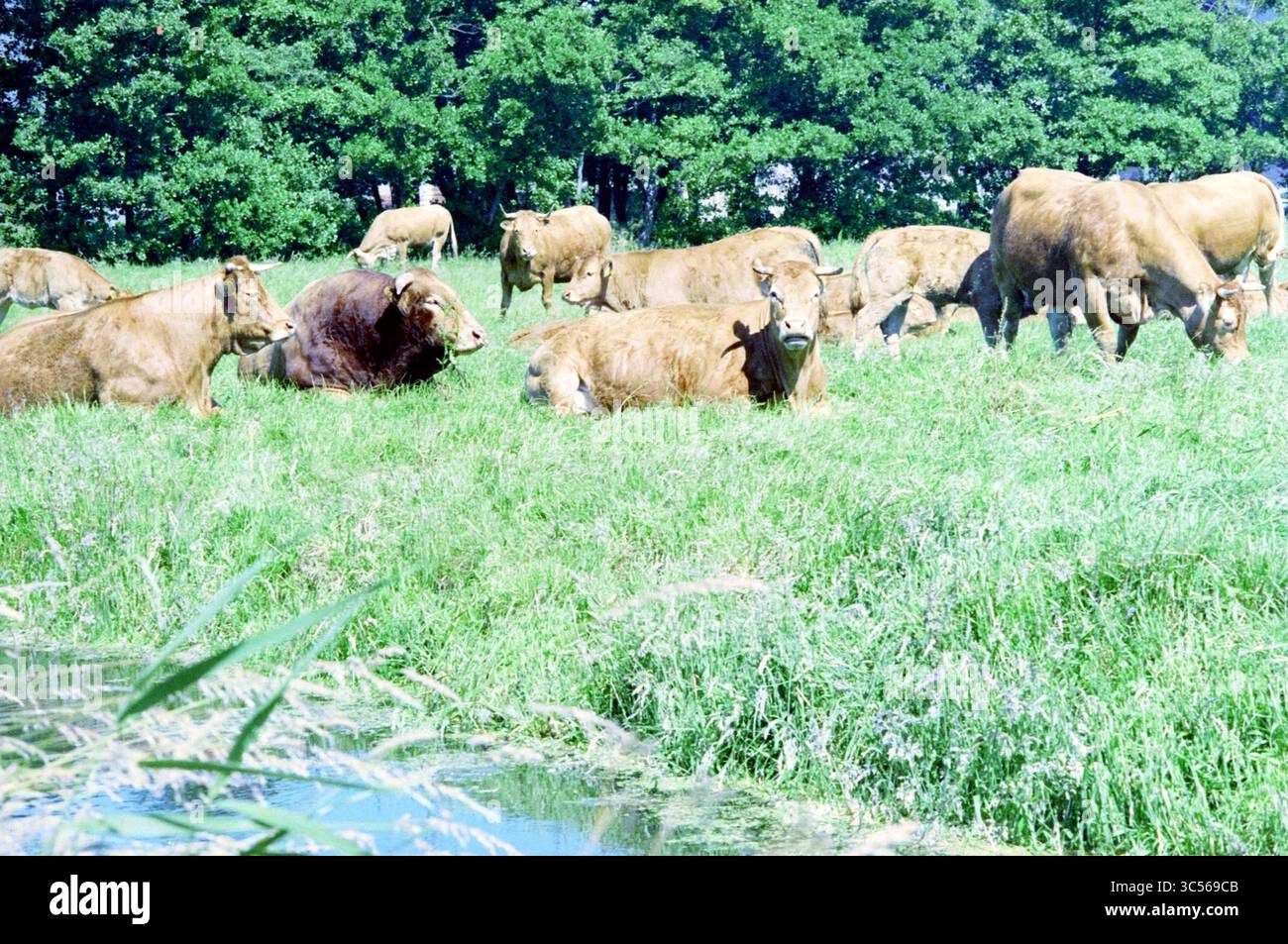 Spaarnwoude, Div., Spaarnwoude, 28-06-1995 Whizgle News, Dutch Desk, Niederlande, 1950-2000 Eine friedliche Szene, in der Kühe weiden und auf einer üppigen grünen Weide, umgeben von Bäumen, ruhen. Stockfoto