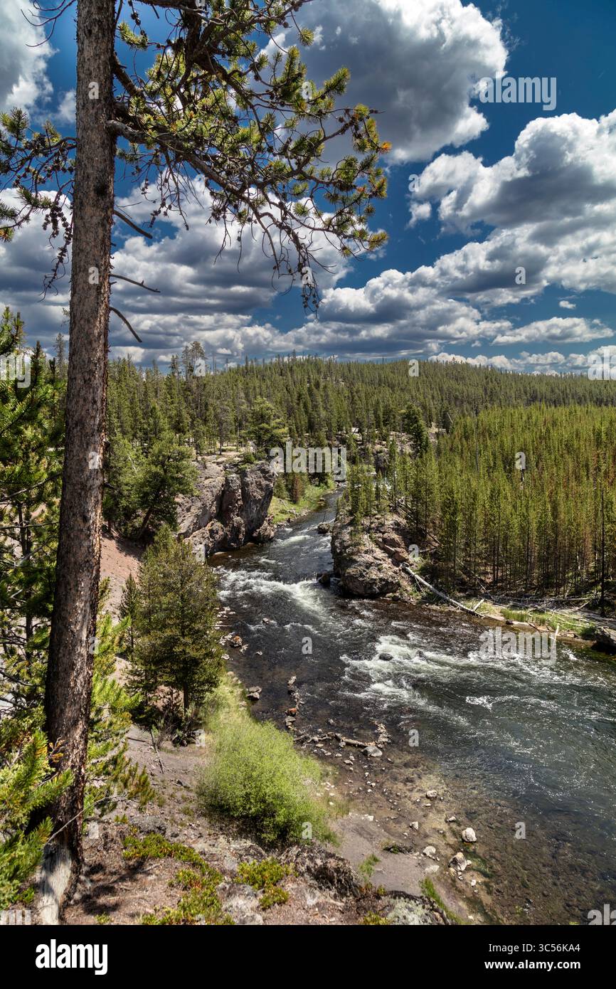 Der Firehole River fließt durch einen dichten Nadelwald im Yellowstone National Park Stockfoto