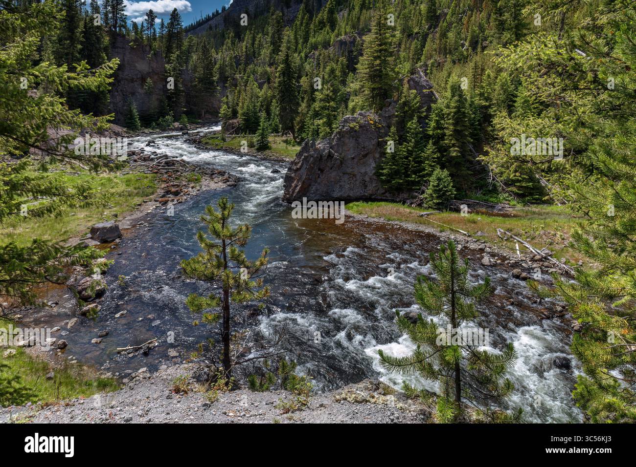 Der Firehole River fließt durch einen dichten Nadelwald im Yellowstone National Park Stockfoto