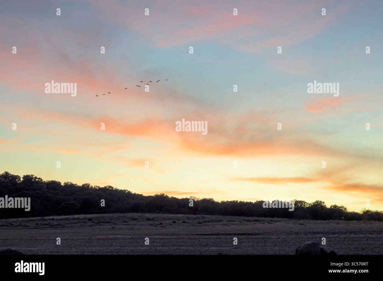 Lebendiger Sonnenuntergangshimmel mit Orange-, Rosa- und Blautönen über einer waldreichen Landschaft. Eine Vogelschar fliegt in Formation und schafft so eine ruhige und ruhige Atmosphäre Stockfoto