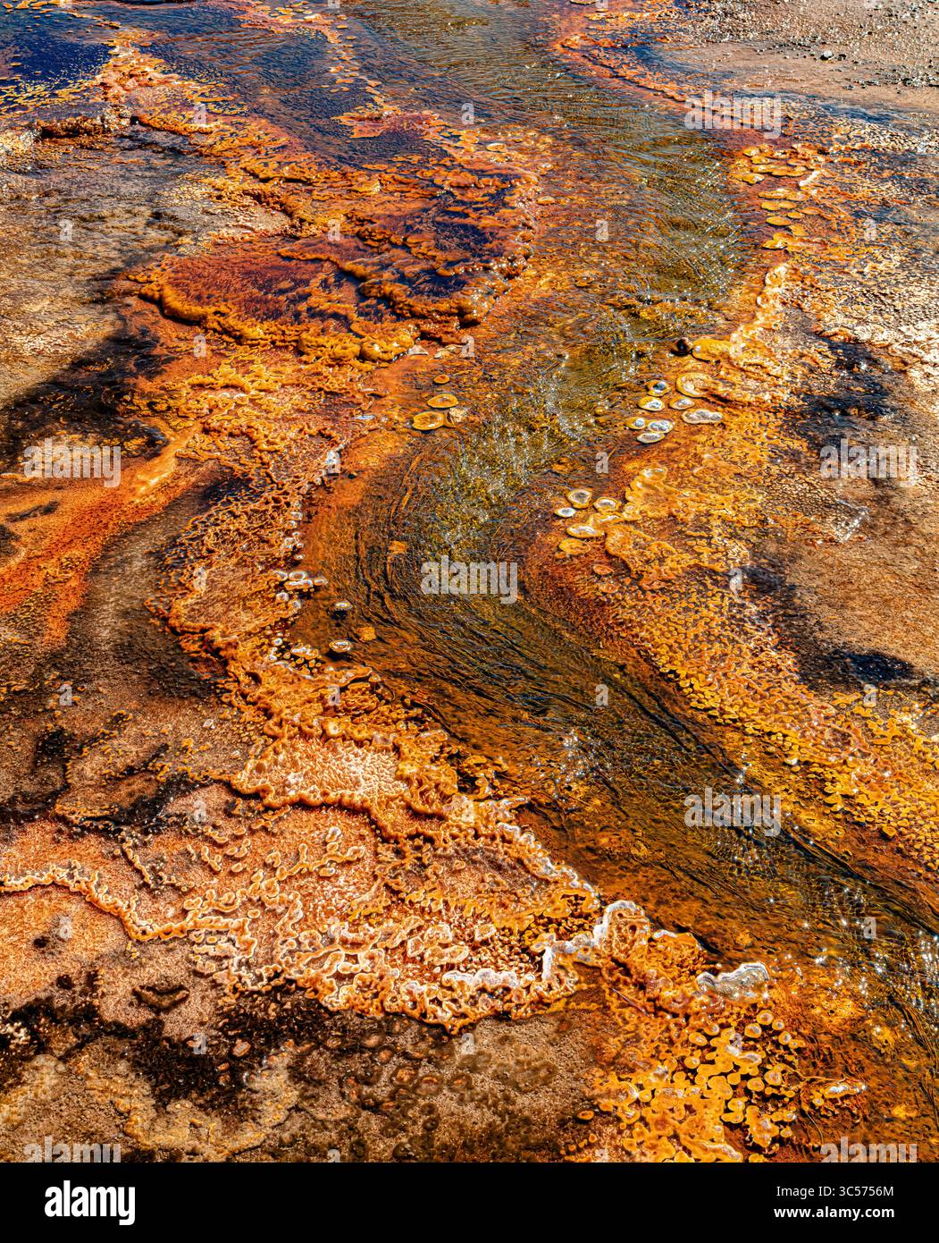 Thermophile Organismen gedeihen in der extremen Hitze des Schwarzen Sandbeckens von Yellowstone und bilden lebendige mikrobielle Matten. Stockfoto