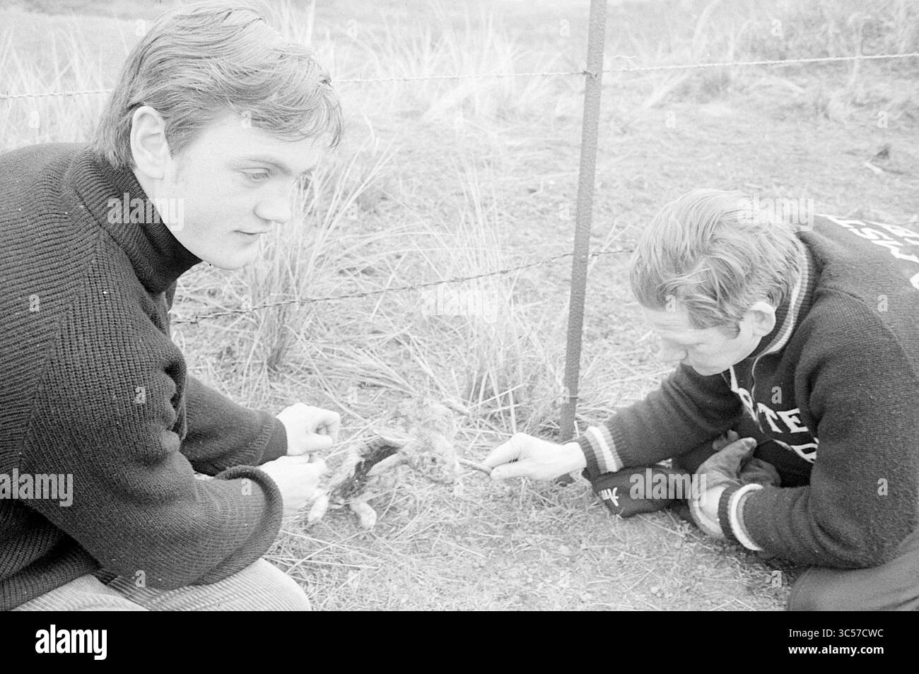 Radfahrer mit Kaninchen, Verschiedenes, Dünen, 20-03-1971 Whizgle News, Dutch Desk, Niederlande, 1950-2000 zwei junge Männer liegen in der Nähe eines Zauns und untersuchen eingehend etwas am Boden. Der eine trägt einen dunklen Pullover, der andere trägt eine Jacke im Letterman-Stil. Ihre Ausdrucksformen vermitteln Neugier und Konzentration, während sie mit ihrem Fund in einer natürlichen Umgebung interagieren. Stockfoto