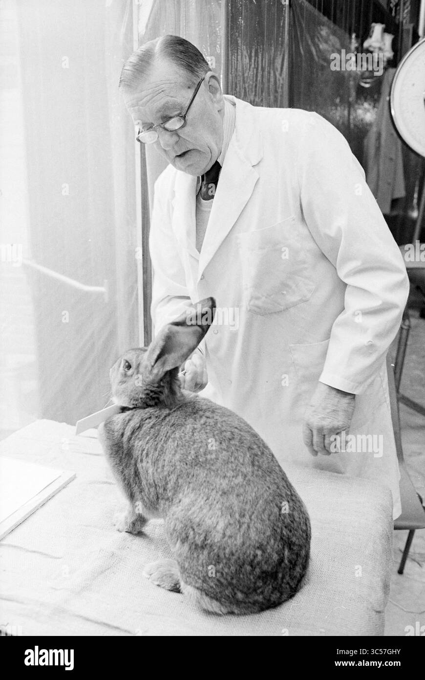 Kaninchen- und Geflügelinspektion, Zomerlust, S Poort, Geflügel, 26-10-1978 Whizgle News, Dutch Desk, Niederlande, 1950-2000 Ein Mann in einem Labormantel untersucht ein großes Kaninchen auf einem Tisch und zeigt einen Moment tierärztlicher Betreuung und Neugier. Stockfoto