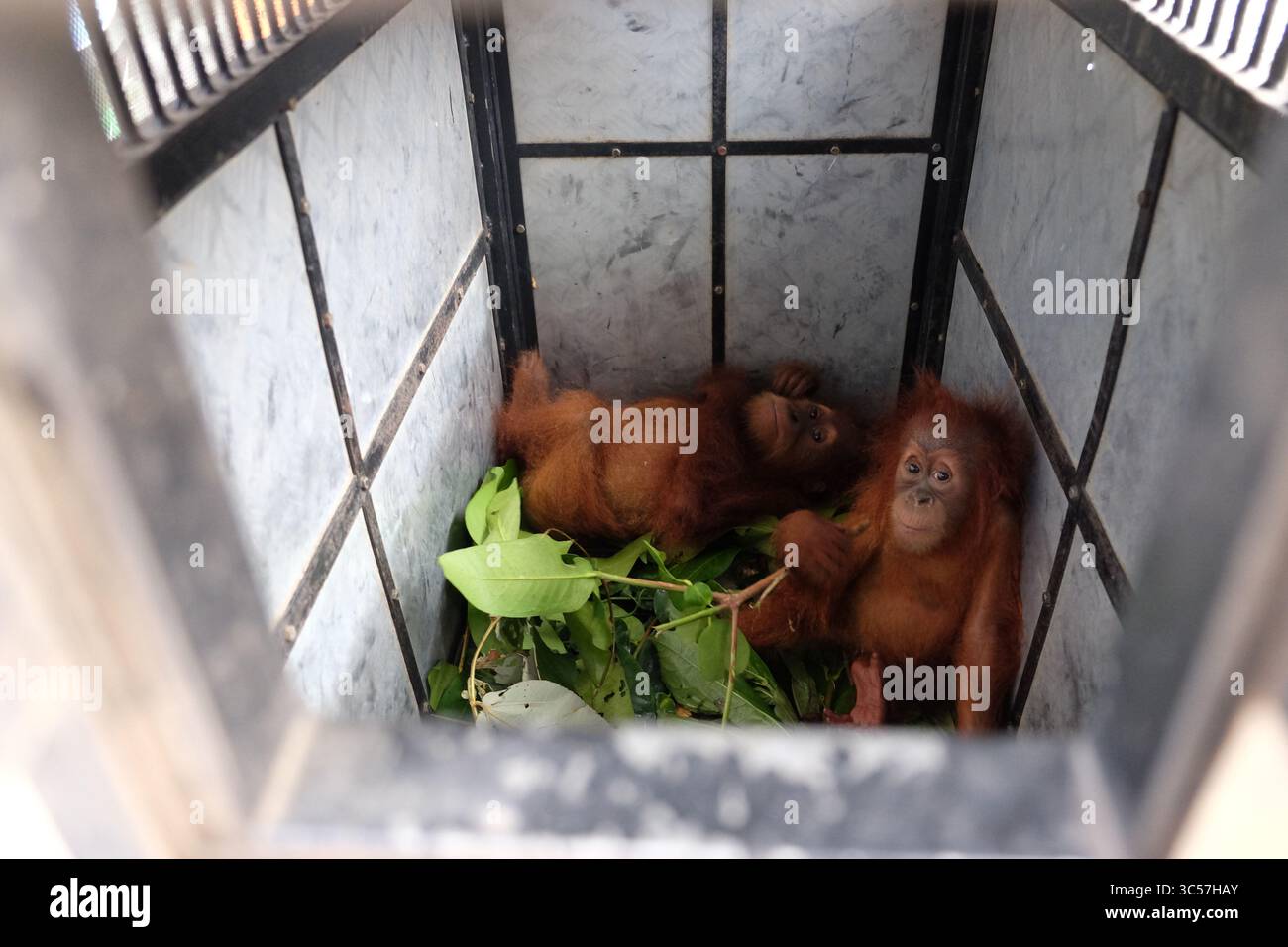 10. Januar 2020, Medan, Nord-Sumatra, Indonesien: MEDAN, INDONESIEN - 10. JANUAR : zwei Babys von Sumatra Orangutan (Pongo abelii) im Käfig, nachdem sie am 10. Januar 2020 von illegalen Händlern beschlagnahmt wurden, die sie über soziale Medien im Büro des Leuser Mount National Park in Medan, Provinz Nord Sumatra, Indonesien, gehandelt haben. Der Schutz des Tierhandels erfolgt vor allem über soziale Medien, nämlich Facebook, Instagran und Whatsapp Group. (Kreditbild: © Sijori Images via ZUMA Wire) Stockfoto