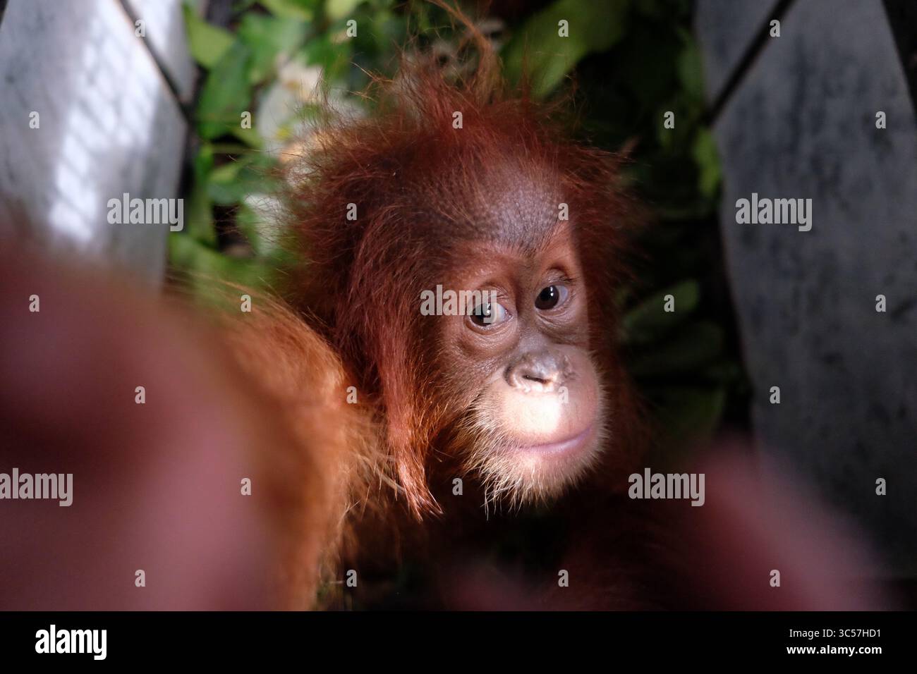 10. Januar 2020, Medan, Nord-Sumatra, Indonesien: MEDAN, INDONESIEN - 10. JANUAR : zwei Babys von Sumatra Orangutan (Pongo abelii) im Käfig, nachdem sie am 10. Januar 2020 von illegalen Händlern beschlagnahmt wurden, die sie über soziale Medien im Büro des Leuser Mount National Park in Medan, Provinz Nord Sumatra, Indonesien, gehandelt haben. Der Schutz des Tierhandels erfolgt vor allem über soziale Medien, nämlich Facebook, Instagran und Whatsapp Group. (Kreditbild: © Sijori Images via ZUMA Wire) Stockfoto