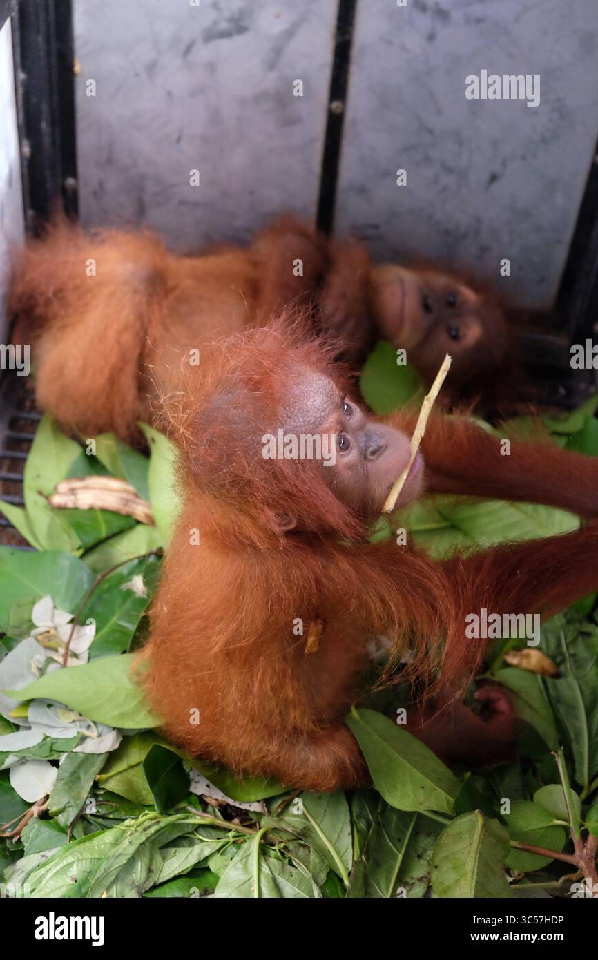 10. Januar 2020, Medan, Nord-Sumatra, Indonesien: MEDAN, INDONESIEN - 10. JANUAR : zwei Babys von Sumatra Orangutan (Pongo abelii) im Käfig, nachdem sie am 10. Januar 2020 von illegalen Händlern beschlagnahmt wurden, die sie über soziale Medien im Büro des Leuser Mount National Park in Medan, Provinz Nord Sumatra, Indonesien, gehandelt haben. Der Schutz des Tierhandels erfolgt vor allem über soziale Medien, nämlich Facebook, Instagran und Whatsapp Group. (Kreditbild: © Sijori Images via ZUMA Wire) Stockfoto
