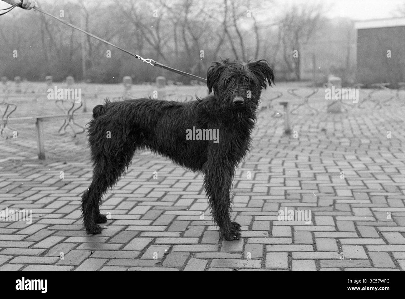 Wackeln Sie Ihren Schwanz, IJm., Hunde, 21-12-1976 Whizgle News, Dutch Desk, Niederlande, 1950-2000 Ein zotteliger, dunkel beschichteter Hund steht auf einer strukturierten Ziegeloberfläche und blickt neugierig auf den Zuschauer. Sein Fell ist zerzaust, und es wirkt wachsam, mit hochgezogenen Ohren und einem sanften Verhalten. Im Hintergrund schaffen karge Bäume und ferne Strukturen eine gedämpfte, ruhige Atmosphäre. Stockfoto