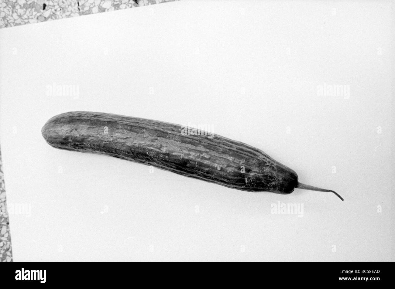 Ein Gurkengemüse, Whizgle News, Dutch Desk, Niederlande, 1950-2000 A lang, die schlanke Gurke liegt auf einer flachen Oberfläche auf und zeigt ihre strukturierte Haut und ihr konisches Ende Stockfoto