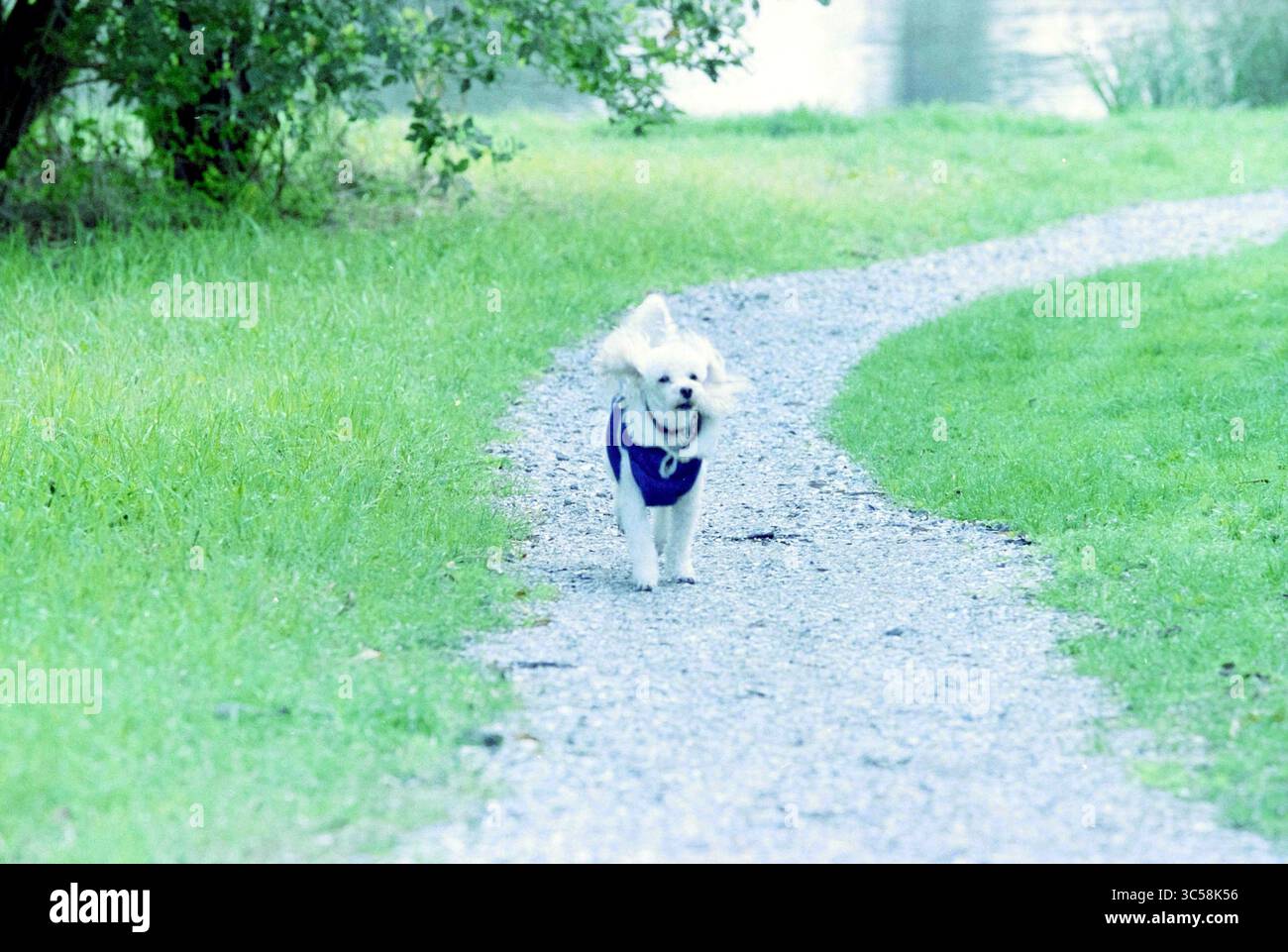 Mrs. Decroe, Pudel, Haarlem, Niederlande, 01.10.2003 Whizgle News, Dutch Desk, Niederlande, 1950-2000 Ein kleiner Hund trabt selbstbewusst auf einem gewundenen Pfad, umgeben von üppigem Grün und dem sanften Schein einer ruhigen Umgebung. Ihr fröhlicher Ausdruck strahlt Glück aus, während er die Natur erforscht. Stockfoto