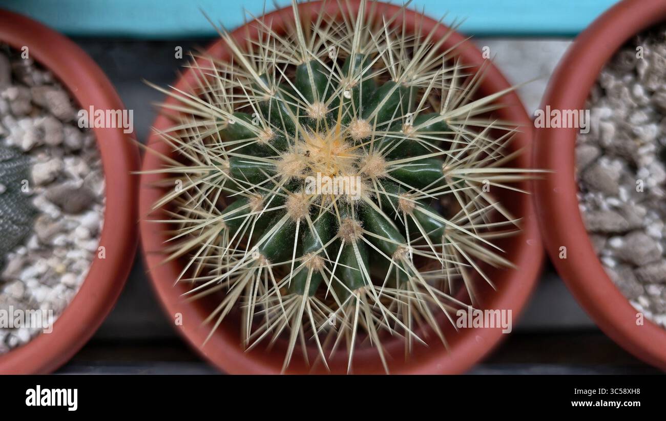 Spitz sukkulenten -Fotos und -Bildmaterial in hoher Auflsung  Alamy