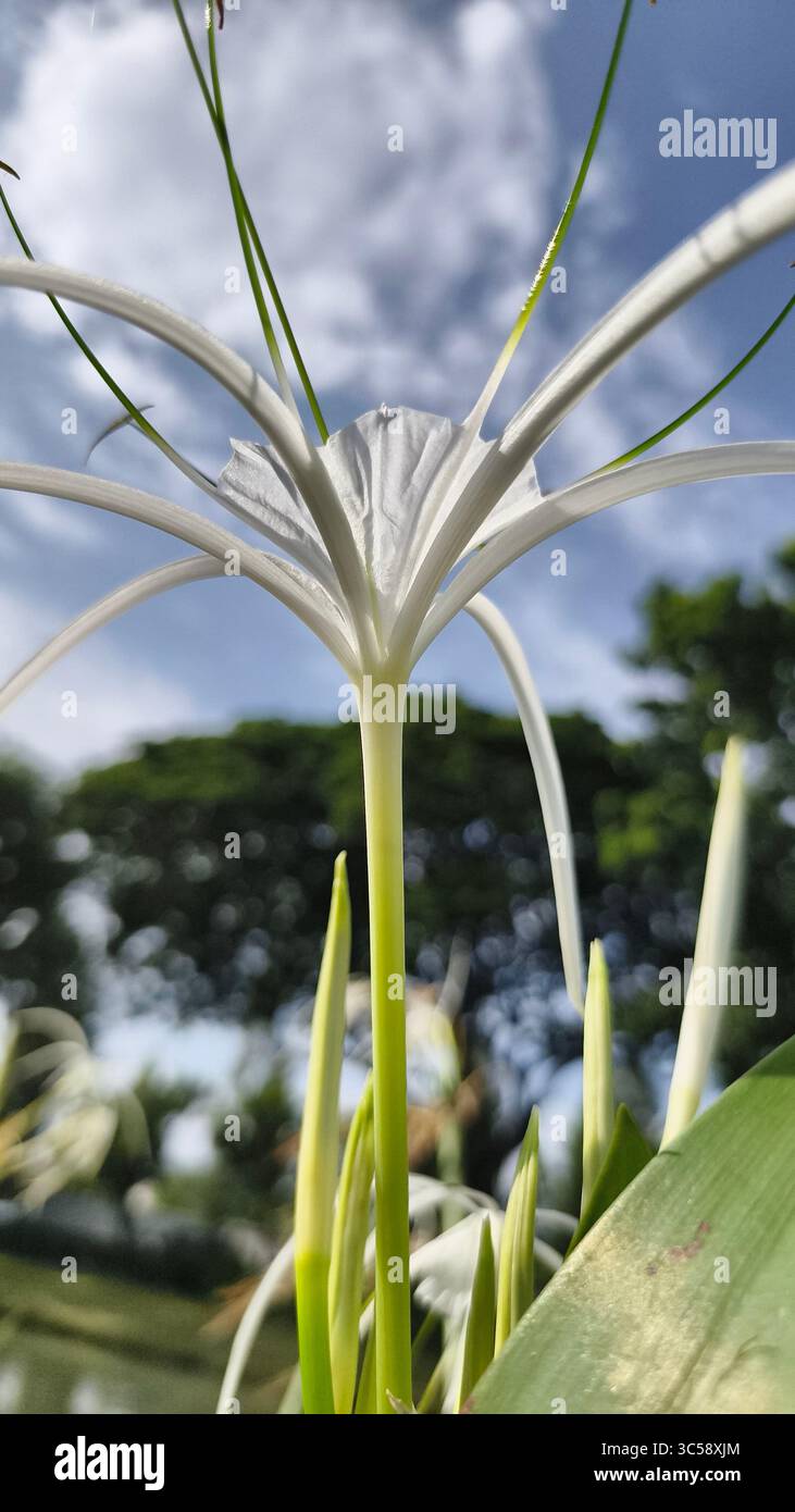 Nahaufnahme einer reinweißen Blume mit langen Blütenblättern und hervorstehenden Staubblättern. Der verschwommene Hintergrund hebt das Grün und den blassblauen Himmel hervor. Pur Stockfoto
