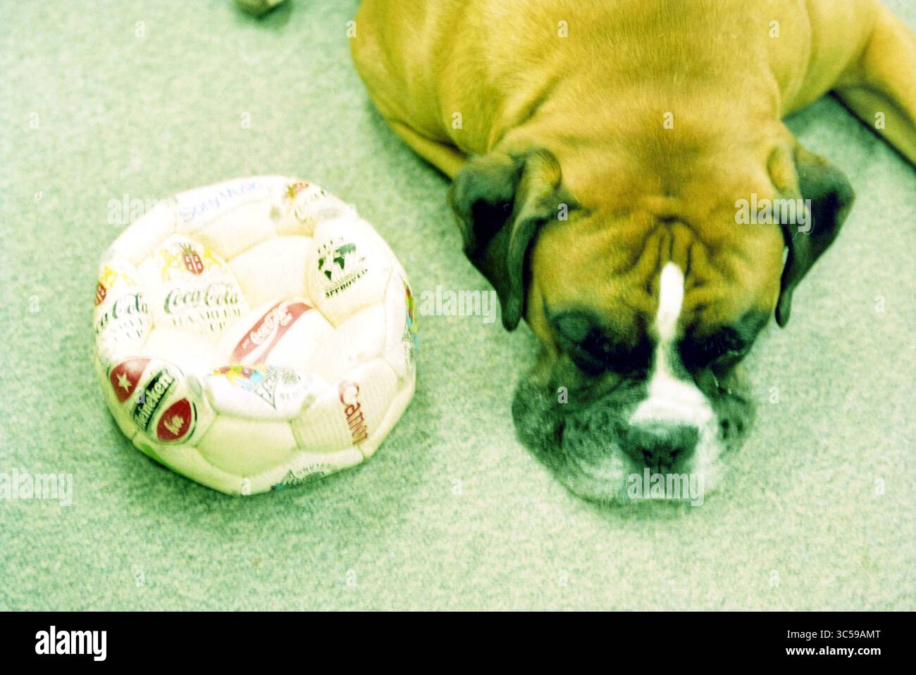 Jeroen Gulikers Hund Whizgle News, Dutch Desk, Niederlande, 1950-2000 Ein entspannter Hund liegt friedlich neben einem weichen, runden Hundebett mit farbenfrohen Designs. Stockfoto