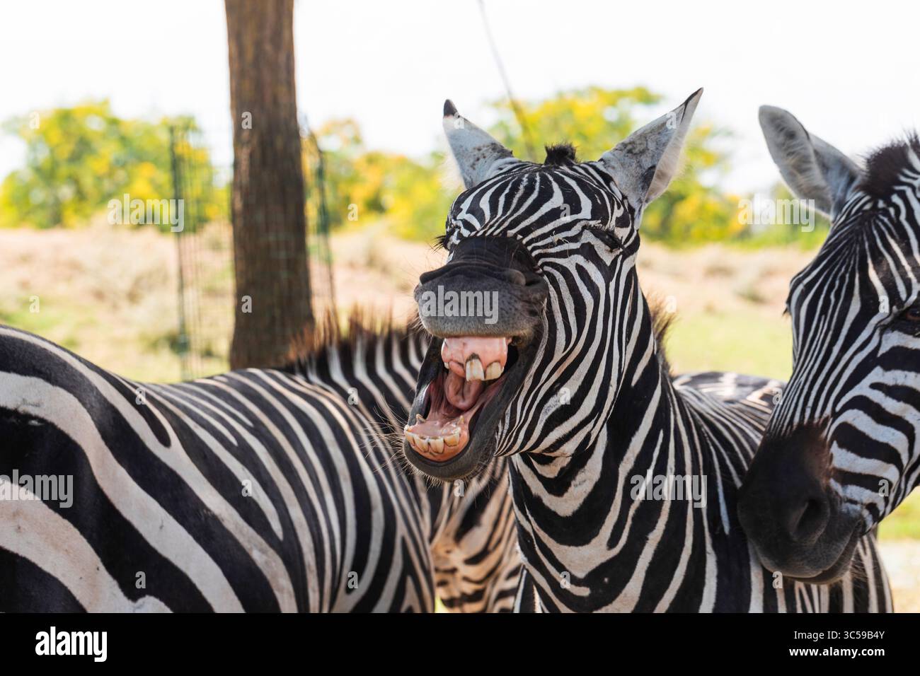 Lustiges Zebra mit weit geöffnetem Mund und Zähnen, gefangen in der Wildnis mit anderen Zebras im Hintergrund, perfekt für humorvolle Tiere und Safarithemen. Stockfoto