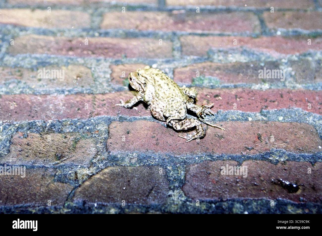 Kröte Migration, BL'daal, Bloemendaal, 09-04-1996 Whizgle News, Dutch Desk, Niederlande, 1950-2000 Eine strukturierte Kröte liegt auf einer Kopfsteinoberfläche, die sich in die Erdtöne der Umgebung einfügt. Stockfoto