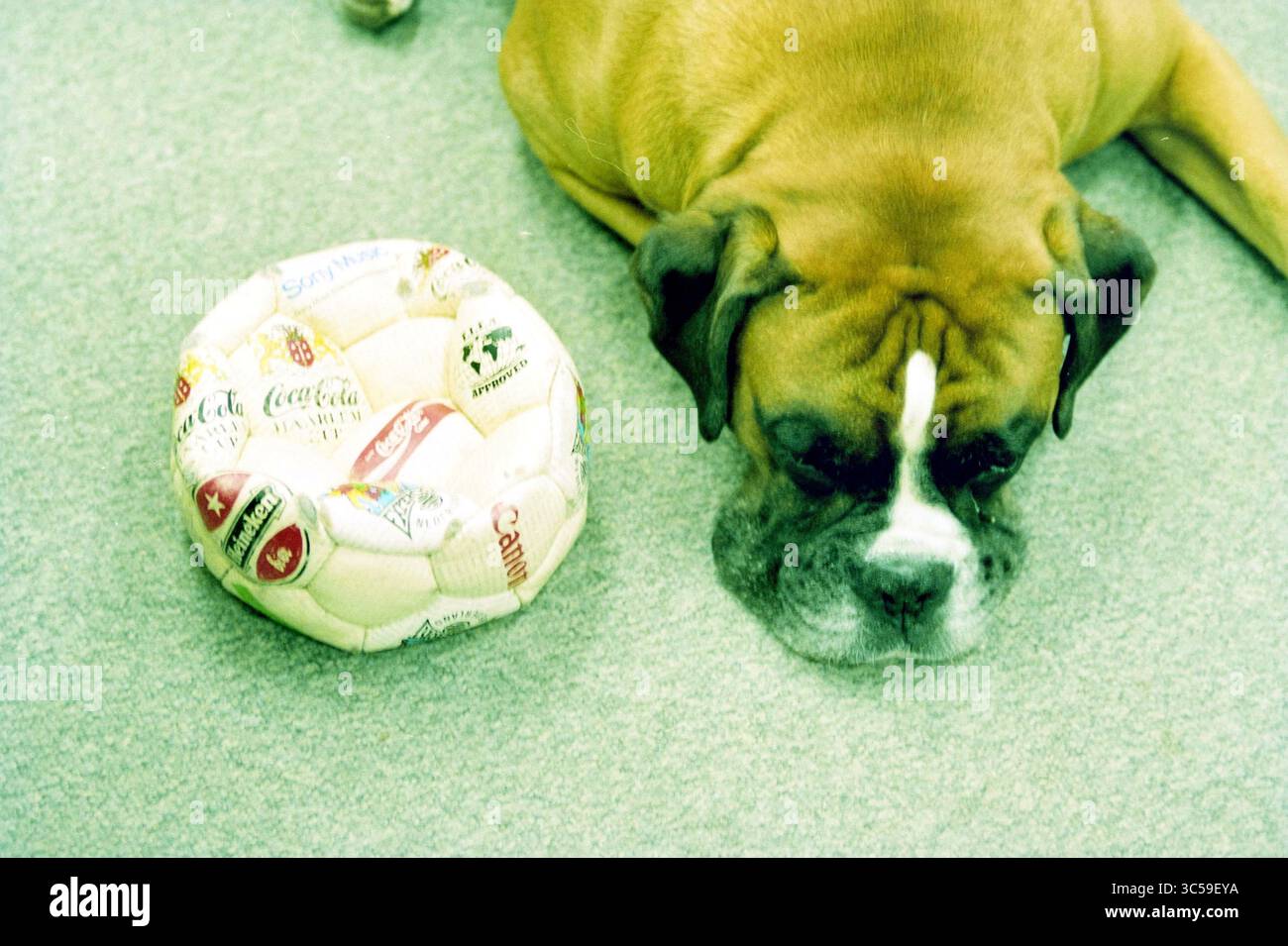Jeroen Gulikers Hund Whizgle News, Dutch Desk, Niederlande, 1950-2000 Ein entspannter Hund legt seinen Kopf neben einem bunten, gemusterten Ball auf den Boden. Stockfoto