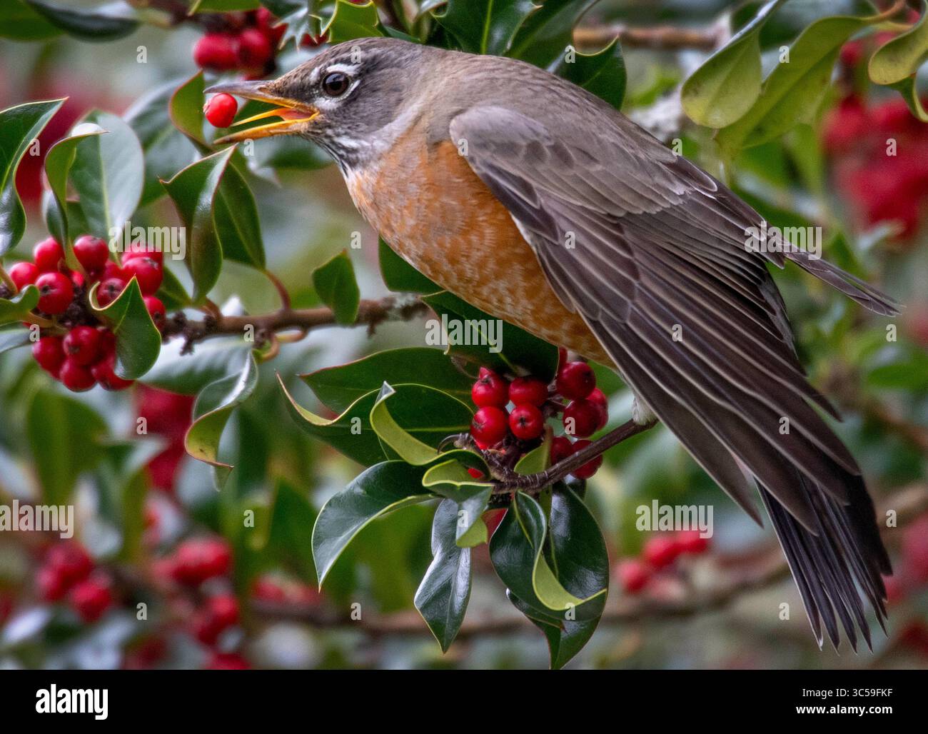 18. Januar 2020, Elkton, OREGON, USA: Ein amerikanischer robin ernährt sich von holly Beeren, die in der Nähe eines kleinen Flusses im ländlichen Douglas County bei Elkton im Westen Oregons wachsen. Stechpalmenbeeren können giftig für Menschen sein, aber viele Vögel finden die hellroten Früchte sehr schmackhaft. (Bild: © Robin Loznak/ZUMA Wire) Stockfoto