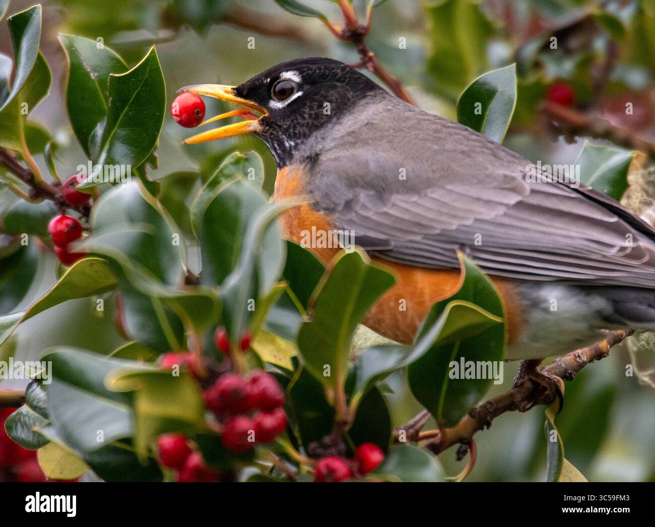 18. Januar 2020, Elkton, OREGON, USA: Ein amerikanischer robin ernährt sich von holly Beeren, die in der Nähe eines kleinen Flusses im ländlichen Douglas County bei Elkton im Westen Oregons wachsen. Stechpalmenbeeren können giftig für Menschen sein, aber viele Vögel finden die hellroten Früchte sehr schmackhaft. (Bild: © Robin Loznak/ZUMA Wire) Stockfoto