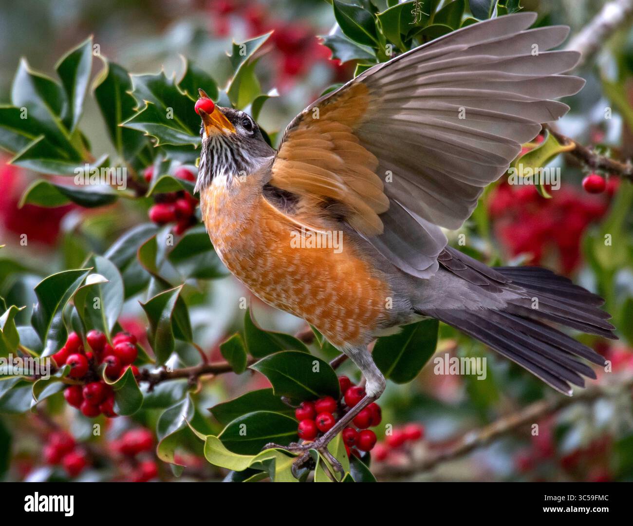 18. Januar 2020, Elkton, Oregon, USA: Ein amerikanischer robin ernährt sich von holly Beeren, die in der Nähe eines kleinen Flusses im ländlichen Douglas County bei Elkton im Westen Oregons wachsen. Stechpalmenbeeren können giftig für Menschen sein, aber viele Vögel finden die hellroten Früchte sehr schmackhaft. (Bild: © Robin Loznak/ZUMA Wire) Stockfoto