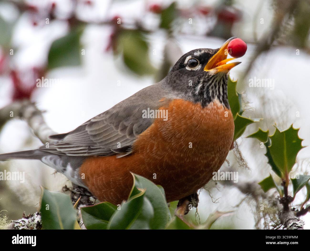 18. Januar 2020, Elkton, OREGON, USA: Ein amerikanischer robin ernährt sich von holly Beeren, die in der Nähe eines kleinen Flusses im ländlichen Douglas County bei Elkton im Westen Oregons wachsen. Stechpalmenbeeren können giftig für Menschen sein, aber viele Vögel finden die hellroten Früchte sehr schmackhaft. (Bild: © Robin Loznak/ZUMA Wire) Stockfoto